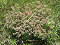 Helichrysum spiralepis