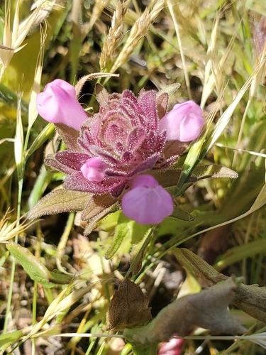 Image of Orthocarpus bracteosus by no rights reserved