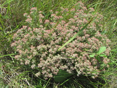 Helichrysum spiralepis