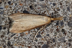 Donacaula longirostrallus