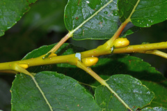 Salix myricoides