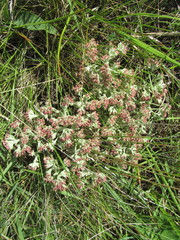 Helichrysum spiralepis