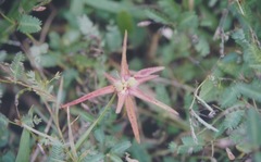 Euphorbia schiedeana