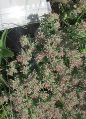 Helichrysum spiralepis