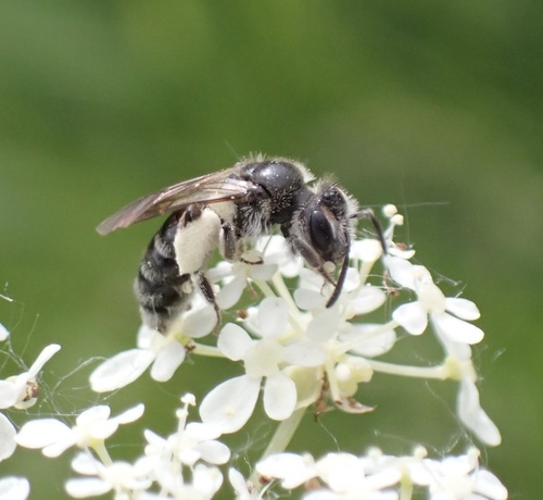 Long-fringed Mini-miner
