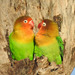 Fischer's Lovebird - Photo (c) David Bygott, some rights reserved (CC BY-NC), uploaded by David Bygott