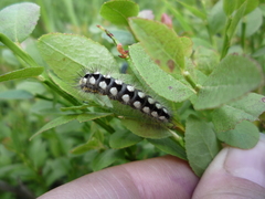 Acronicta cinerea