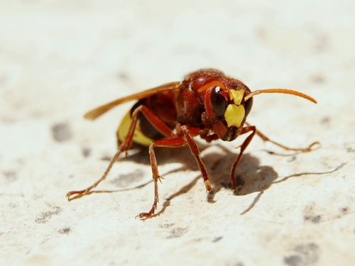 Oriental Hornet
