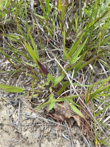 hemlock panic grass — photo 1