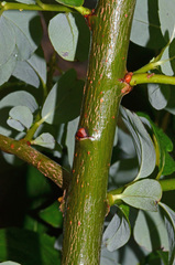 Salix myricoides