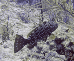 Mycteroperca bonaci