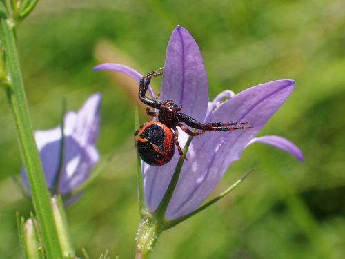 Napoleon Spider, 95590 Presles, France, photo 10 of 10