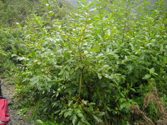 Salix myricoides