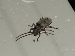 Taurotagus impressus