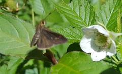 Callimormus interpunctata