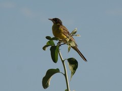 Motacilla flava feldegg