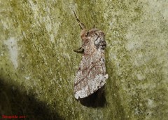 Lycia ursaria