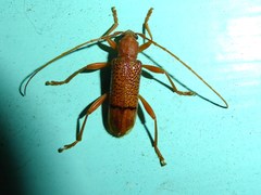 Xuthodes punctipennis