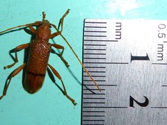Xuthodes punctipennis