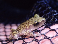 Eleutherodactylus marnockii