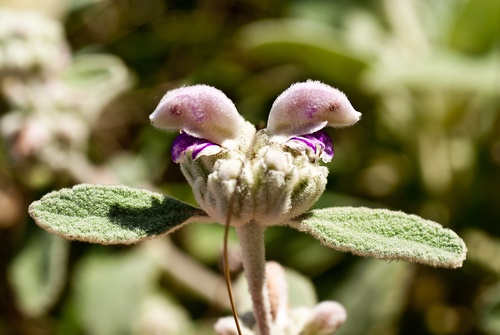 Phlomis italica L.