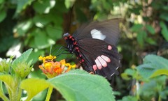 Parides anchises