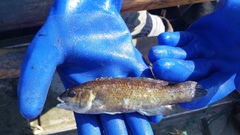 Tautogolabrus adspersus