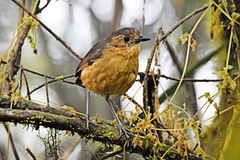 Grallaria quitensis