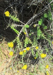 Phymaspermum
