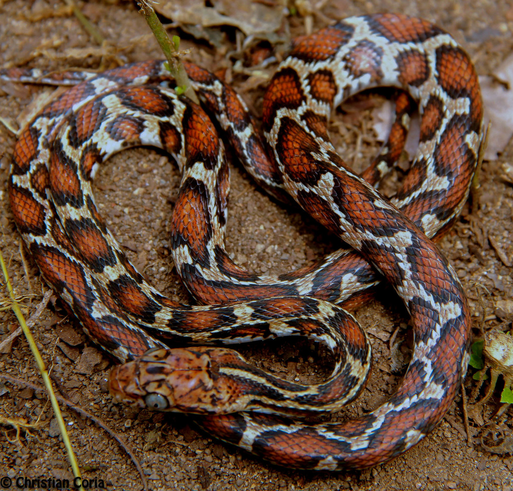 Yellow-red Rat Snake