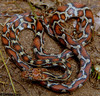 Yellow-red Rat Snake - Photo (c) christian-coria, some rights reserved (CC BY-NC), uploaded by christian-coria