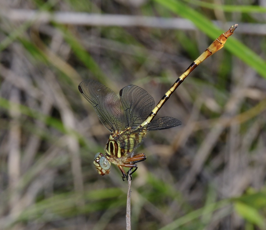 Broad-striped Forceptail