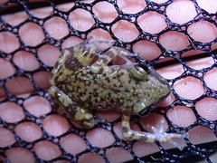 Eleutherodactylus marnockii