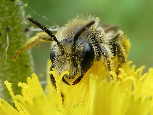 Dwarf-dandelion Mining Bee photo 3