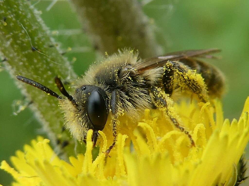 Dwarf-dandelion Mining Bee