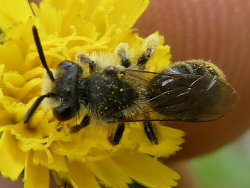 Dwarf-dandelion Mining Bee photo 2