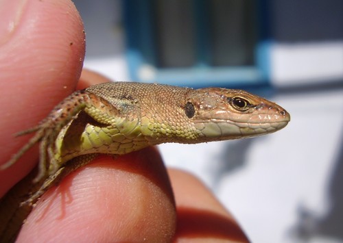 Meadow Lizard