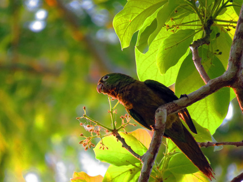 Southern Aztec Parakeet (Eupsittula nana subsp. astec)