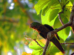 Eupsittula nana astec