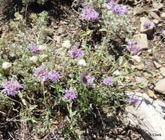 Monardella odoratissima glauca