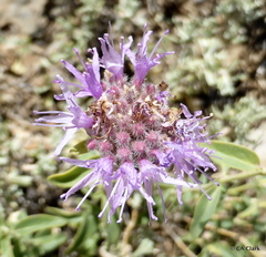 Monardella odoratissima glauca