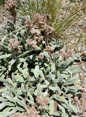 Phacelia hastata compacta