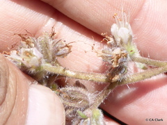 Phacelia hastata compacta