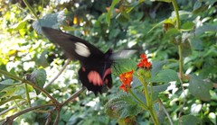 Parides anchises