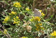 Chrysothamnus viscidiflorus viscidiflorus