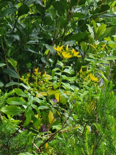 Hypericum glandulosum (Hypericum glandulosum)