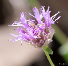 Monardella odoratissima glauca