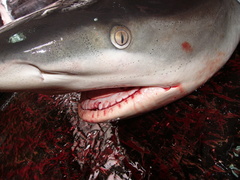 Carcharhinus galapagensis