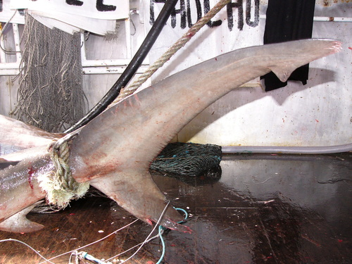 Galapagos shark (Carcharhinus galapagensis) — Carcharhinidae — 5