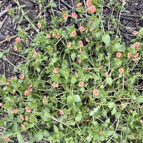 iNaturalist observation photo of scarlet pimpernel